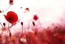 poppie field source image